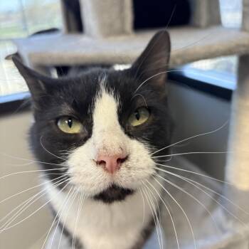 Domestic Short Hair Cats Available for Adoption in Monticello, Iowa - CoCo | PetCurious