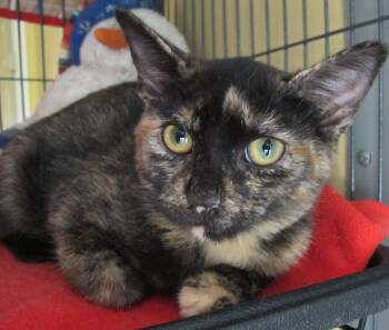 Fiona -  Tortoiseshell Cat for Adoption in Richmond, Virginia - Fiona | PetCurious