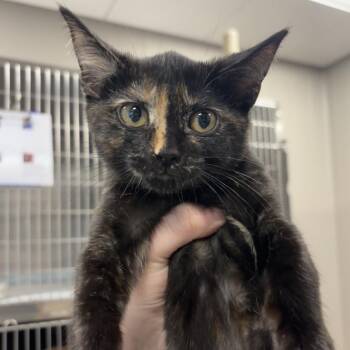 Half-n-Half -  Domestic Short Hair Cat for Adoption - Half-n-Half | PetCurious