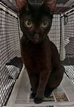 Rescue Domestic Short Hair Cats for Adoption in Fort Lauderdale, Florida - SHADY | PetCurious