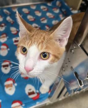 GUPPY -  Domestic Short Hair Cat for Adoption in Broomfield, Colorado - GUPPY | PetCurious