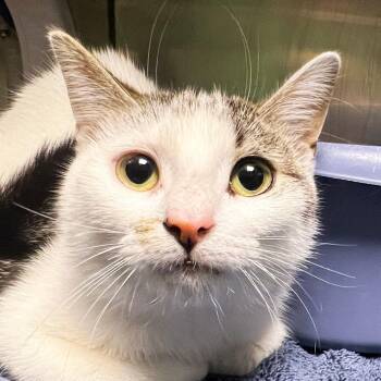 Domestic Short Hair Cats Available for Adoption in Olean, New York - Misti | PetCurious