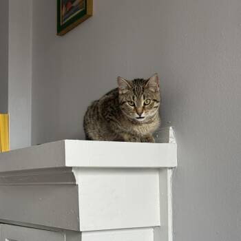 Susie -  Domestic Short Hair Cat for Adoption in La Grange, Kentucky - Susie | PetCurious