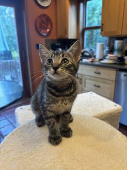 Rescue Domestic Short Hair Cats for Adoption in Cathlamet, Washington - Astra | PetCurious