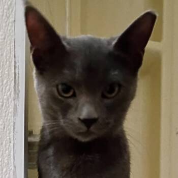 Rescue Domestic Short Hair Cats for Adoption in Richmond, Virginia - Stone Rain | PetCurious