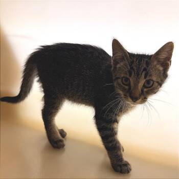 Domestic Short Hair Cats Available for Adoption in Hendersonville, North Carolina - Slushie | PetCurious