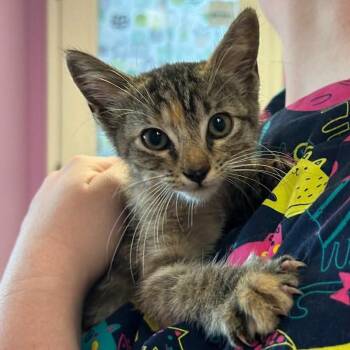 Jolene -  Domestic Short Hair Cat for Adoption in Emporia, Kansas - Jolene | PetCurious