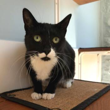 Jade -  Domestic Short Hair Cat for Adoption in Riverwoods, Illinois - Jade | PetCurious