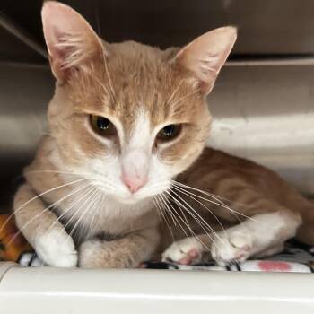 Prelude -  Domestic Short Hair Cat for Adoption in Evanston, Illinois - Prelude | PetCurious