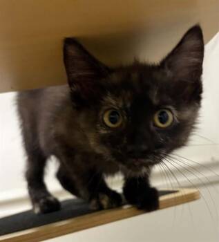 JANET -  Domestic Short Hair Cat Available for Adoption in St. Peters, Missouri - JANET | PetCurious