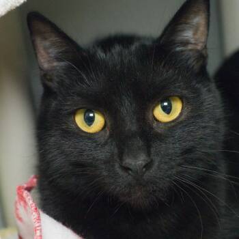 Fred (and Flash) -  Domestic Short Hair Cat for Adoption in Seattle, Washington - Fred (and Flash) | PetCurious