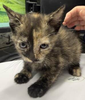 Gidget (Sassy K2) -  Domestic Short Hair Cat for Adoption in Pahrump, Nevada - Gidget (Sassy K2) | PetCurious