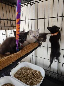 Jessie Spano -  Domestic Short Hair Cat for Adoption in Pacifica, California - Jessie Spano | PetCurious