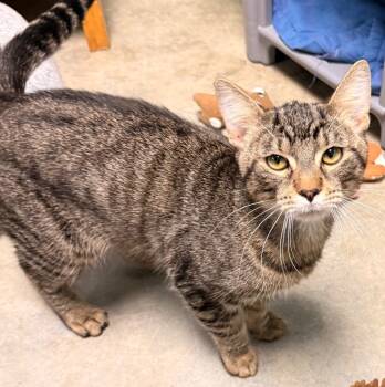 Rescue Domestic Short Hair Cats for Adoption in Defiance, Ohio - Newt | PetCurious