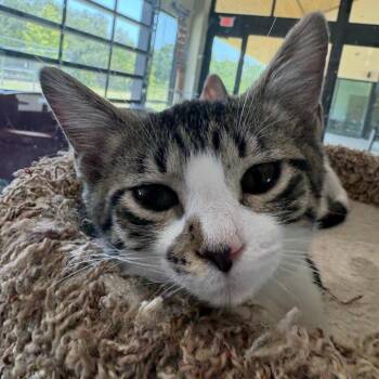 Jayla (Jessica Kitten 2) -  Domestic Short Hair Cat for Adoption in Leander, Texas - Jayla (Jessica Kitten 2) | PetCurious
