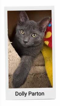 Dolly Parton -  Domestic Short Hair Cat for Adoption in Caistor Centre, Ontario - Dolly Parton | PetCurious