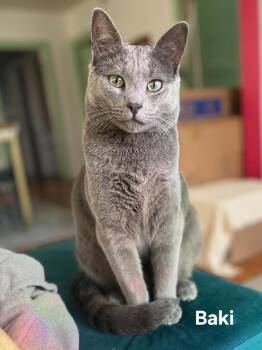 Baki -  Domestic Short Hair and Russian Blue Cat for Adoption in Chicopee, Massachusetts - Baki | PetCurious