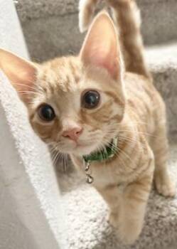 Fanta -  Domestic Short Hair Cat for Adoption in North Highlands, California - Fanta | PetCurious