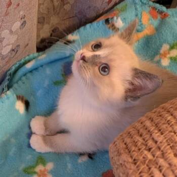 Little A -  Siamese Cat for Adoption in Calimesa, California - Little A | PetCurious