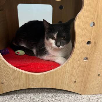 Black Mustard -  Domestic Short Hair Cat for Adoption in Naperville, Illinois - Black Mustard | PetCurious