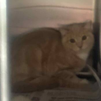 Rescue Domestic Short Hair Cats for Adoption in Huntington, West Virginia - Mayor Stubbs (14) | PetCurious