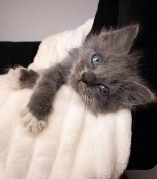 Persephone -  Domestic Long Hair Cat for Adoption in Riverside, California - Persephone | PetCurious