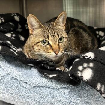 Domestic Short Hair Cats Available for Adoption - Lady Glitter Sparkles | PetCurious