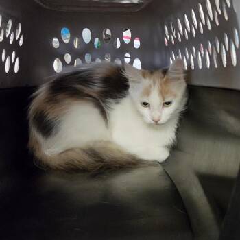 Yang -  Domestic Long Hair Cat for Adoption in North Myrtle Beach, South Carolina - Yang | PetCurious