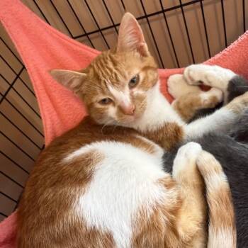 Keyshawn -  Domestic Short Hair Cat for Adoption in Priest River, Idaho - Keyshawn | PetCurious