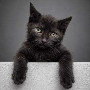 Jacob -  Domestic Short Hair Cat for Adoption in Quincy, Ohio - Jacob | PetCurious