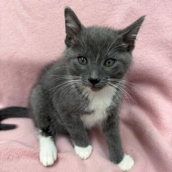 Fred -  Domestic Short Hair Cat for Adoption in West Point, Mississippi - Fred | PetCurious