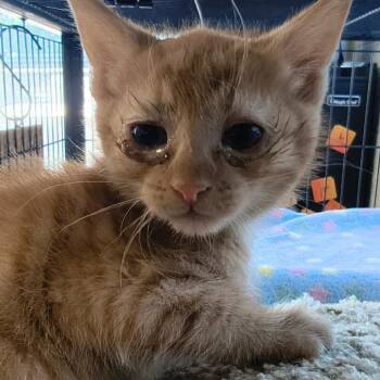Heathcliff (Eclipse) -  Domestic Short Hair Cat for Adoption in Moses Lake, Washington - Heathcliff (Eclipse) | PetCurious