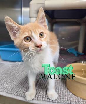 Toast Malone -  Domestic Short Hair Cat Available for Adoption in Nevada, Iowa - Toast Malone | PetCurious