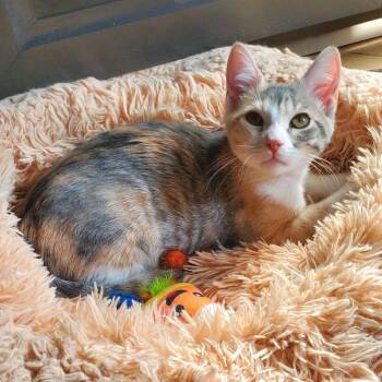 Domestic Short Hair Cats Available for Adoption - Sukie | PetCurious