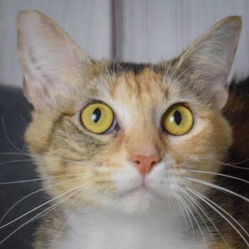 Rescue Tabby and Calico Cats for Adoption in Huntley, Illinois - Autumn | PetCurious