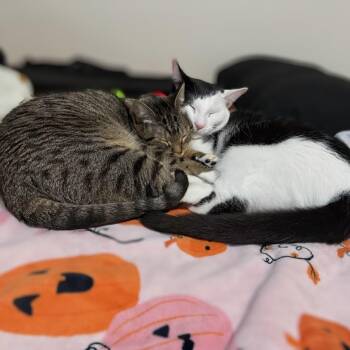Minnie and Missy (Mother and Daughter) -  Domestic Short Hair Cat for Adoption in New York, New York - Minnie And Missy (Mother And Daughter) | PetCurious