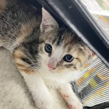 Cinder -  Domestic Short Hair Cat for Adoption in Philadelphia, Pennsylvania - Cinder | PetCurious