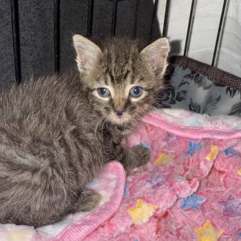 Rescue Tabby Cats for Adoption in Columbia, South Carolina - Itty Bitty | PetCurious