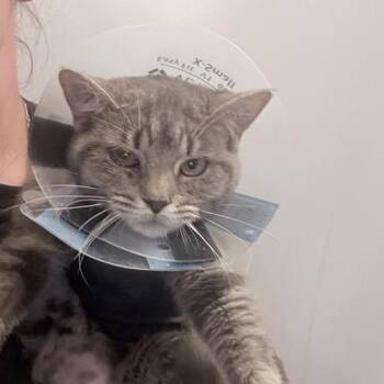 Meadow -  Domestic Short Hair Cat for Adoption in New York, New York - Meadow | PetCurious