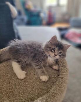 Domestic Long Hair Cats Available for Adoption in North Babylon, New York - Alvin | PetCurious