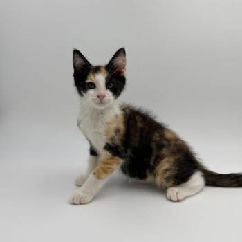 Athena -  Domestic Short Hair Cat for Adoption in State College, Pennsylvania - Athena | PetCurious