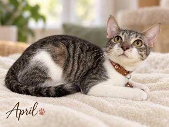 April -  Domestic Short Hair Cat for Adoption in Pawleys Island, South Carolina - April | PetCurious