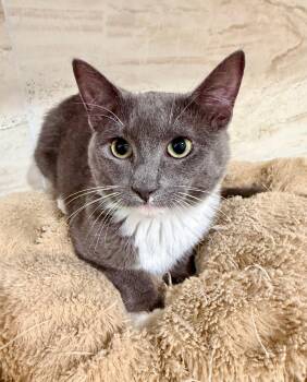Domestic Short Hair Cats Available for Adoption - Dakota | PetCurious