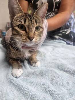 Hattie -  Domestic Short Hair Cat for Adoption in San Antonio, Texas - Hattie | PetCurious