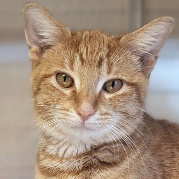 Nimoy -  Domestic Short Hair Cat for Adoption in Jefferson, Wisconsin - Nimoy | PetCurious