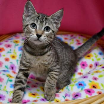 BAC-Stray-142242 -  Domestic Short Hair Cat for Adoption in Beaumont, Texas - BAC-Stray-142242 | PetCurious