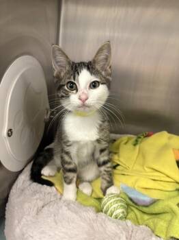 Bakers Man -  Domestic Short Hair Cat for Adoption in Cincinnati, Ohio - Bakers Man | PetCurious