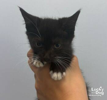 Duchess -  Domestic Short Hair Cat for Adoption in Washington, District Of Columbia - Duchess | PetCurious
