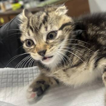 Domestic Short Hair Cats Available for Adoption in Summerville, South Carolina - Roundoff | PetCurious