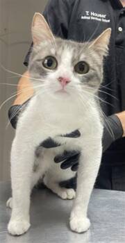 JANE DOE -  Domestic Short Hair Cat for Adoption in Redlands, California - JANE DOE | PetCurious